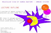 LECTURE OUTLINE Nu ER MHCI MHCII CD8 T Cell TCR CD4 T Cell Brief overview of immune system to introduce the molecules you will study this semester The.