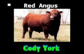 The origin of the Red Angus breed is in Scotland.