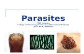 Parasites PEER Program College of Veterinary Medicine and Biomedical Sciences Texas A&M University.