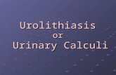 Urolithiasis or Urinary Calculi.  Refers to the presence of stones in the urinary system  Stones, or calculi, are formed in the urinary tract from the.