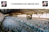COMMERCIAL BROILERS 1. SIMILAR BASIC REQUIREMENTS …FOR… BROODING NUTRITION HOUSING AND EQUIPMENT MANAGEMENT 2.