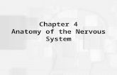 Chapter 4 Anatomy of the Nervous System. Structure of the Vertebrate Nervous System Neuroanatomy is the anatomy of the nervous system. Refers to the study.