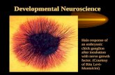 Developmental Neuroscience Halo response of an embryonic chick ganglion after incubation with nerve growth factor. (Courtesy of Rita Levi- Montalcini)