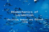 Biomechanics of Locomotion Christine Bedore and Shannon Long.