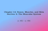 Chapter 14: Bones, Muscles, and Skin Section 3: The Muscular System p. 482 – p. 486.