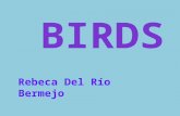 Rebeca Del Río Bermejo. Classification BirdsGallinaceousPalmípedasWadingRaptorsRatite.