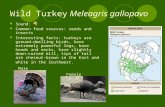 Wild Turkey Meleagris gallopavo Sound: Common food sources: seeds and insects Interesting facts: turkeys are ground- dwelling birds, have extremely powerful.