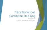 Transitional Cell Carcinoma in a Dog Sarra Borne Lord VETE 3313: Radiology and Clinical Imaging.
