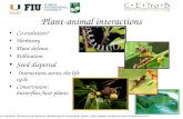 Plant-animal interactions Co-evolution? Herbivory Plant defense Pollination Seed dispersal Interactions across the life cycle Conservation: butterflies/host.