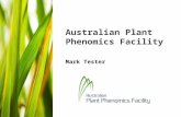 Australian Plant Phenomics Facility Mark Tester. Phenotyping – the new bottleneck in plant science  Genomics is accelerating gene discovery but how do.