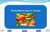 Biofertilizers Use in Tomato. Introduction Increase yield by 20-30% in crops Biofertilizers Use in Tomato Biofertilizers are ready to use live formulations.