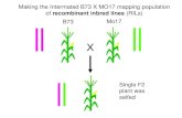 Making the Intermated B73 X MO17 mapping population of recombinant inbred lines (RILs) X B73 Mo17 Single F2 plant was selfed.