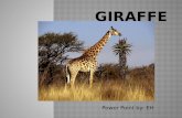Power Point by: EH.  My animal is the giraffe  The scientific name is Giraffa Cameiopardalis  Giraffes are mammals  There are a lot of different kinds.