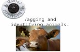 Tagging and identifying animals.. Why are animals tagged? Branding, tagging, chipping etc. has been a part of farming practice for a long time. Firstly.