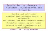 Regulation by changes in histones, nucleosomes and chromatin Opening and activation Movement from heterochromatin to euchromatin Nucleosomes and transcription.