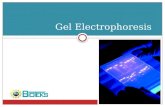 Gel Electrophoresis. What is Gel Electrophoresis A method for separation and analysis of macromolecules (DNA, RNA and proteins) and their fragments, based.