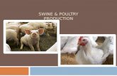 SWINE & POULTRY PRODUCTION. SWINE Vertical Integration  Most swine are grown through vertical integration contracts.  Definition:  When two or more.