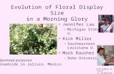 Evolution of Floral Display Size in a Morning Glory Jennifer Lau –Michigan State U. Rick Miller –Southeastern Louisiana U. Mark Rausher –Duke University.