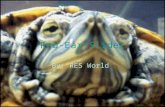 Red-Ear-Slider By: RES World. General Information "What is the difference between a turtle, a tortoise and a terrapin?" A turtle is any reptile that lives.