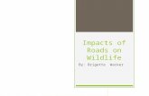 Impacts of Roads on Wildlife By: Brigette Wacker.