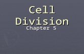 Cell Division Chapter 5. Why does a cell divide? -As a cell absorbs nutrients and gets larger, the volume of the cell increases faster than the surface.