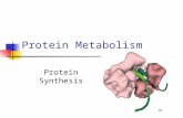 Protein Metabolism Protein Synthesis. Protein Synthesis: an overview PS proceeds from N -terminus to C- terminus (amino to carboxyl) Ribosomes:read mRNA.