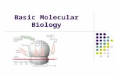 Basic Molecular Biology Structures of biomolecules How does DNA function? What is a gene? Computer scientists vs Biologists.