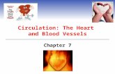 Circulation: The Heart and Blood Vessels Chapter 7.