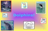 1 Dolphins! 2 Links! Dolphin Communication Dolphin World The Delphinodea Family What are Dolphins? Dolphins, dolphins, dolphins! Credits.
