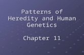 Patterns of Heredity and Human Genetics Chapter 11.