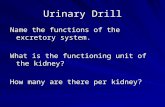 Urinary Drill Name the functions of the excretory system. What is the functioning unit of the kidney? How many are there per kidney?