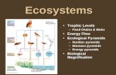 Ecosystems Trophic LevelsTrophic Levels –Food Chains & Webs Energy FlowEnergy Flow Ecological PyramidsEcological Pyramids –Number pyramids –Biomass pyramids.
