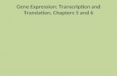 Gene Expression: Transcription and Translation, Chapters 5 and 6 1.