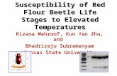 Susceptibility of Red Flour Beetle Life Stages to Elevated Temperatures Rizana Mahroof, Kun Yan Zhu, and Bhadriraju Subramanyam Kansas State University.