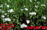 OPIATES Psych 181: Dr. Anagnostaras Lecture 8. Opioids Opiates alkaloids found in the opium poppy (Papaver somniferum) alkaloids found in the opium.
