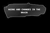 AGING AND CHANGES IN THE BRAIN. 1.Definition of Aging 2.Theories and terms Used 3.Body Changes in Aging 4.Brain Changes in Aging 5.Memory Changes in Aging.