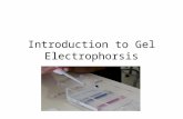 Introduction to Gel Electrophorsis. Model of DNA DNA is Comprised of Four Base Pairs.