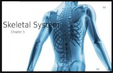 Skeletal System Chapter 5 link. Skeletal System Two divisions: Axial Skeleton (“axis”) Head & trunk Appendicular Skeleton (“appendages”) limbs & their.