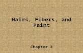 Hairs, Fibers, and Paint Chapter 8. Dermis Contains -smooth muscle -blood vessels -nerve tissue -hair follicles (accessory organ of skin) -sweat glands.