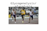 Glycogenolysis/glycolysis. Dietary sources of glucose Varied –Fruits, vegetables, cereals, grains All sources of dietary carbohydrate –Converted to glucose.