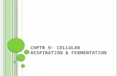 C HPTR 9: C ELLULAR R ESPIRATION & F ERMENTATION.