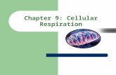 Chapter 9: Cellular Respiration. Chemical Energy and Food A calorie is the energy required to raise 1g of water 1˚C – 1g of glucose releases 3811 calories.