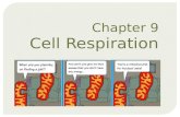 Chapter 9 Cell Respiration.  One gram of _______ “burned” (oxidized) in presence of _______ = 3811 calories of heat energy  A _______ is the amount.