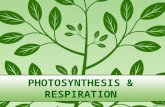 PHOTOSYNTHESIS & RESPIRATION. Photosynthesis & Respiration Modern Biology –Photosynthesis / Chapter 6 –Cellular Respiration / Chapter 7.