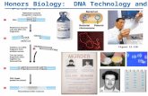 Copyright © 2005 Pearson Education, Inc. Publishing as Benjamin Cummings Honors Biology: DNA Technology and Society Figure 12.12B.