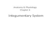 Anatomy & Physiology Chapter 6 Integumentary System.