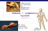AP Biology 2007-2008 Immune / Lymphatic System Jay Swan Cincinnati, Ohio NK cells attacking cancer cell endocytosis of bacteria by phagocytic leukocyte.