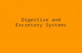 Digestive and Excretory Systems. Did you know that your digestive system measure about 30 feet long – from end to end?