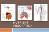 NUTRIENT ABSORPTION How many different systems do you see? 1. Digestive-Breaks down and absorbs nutrients 2. Respiratory- absorbs oxygen 3. Circulatory.