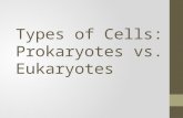 Types of Cells: Prokaryotes vs. Eukaryotes. Basic Parts of ALL Cells 1.Plasma membrane Serves as the outer boundary of the cell.